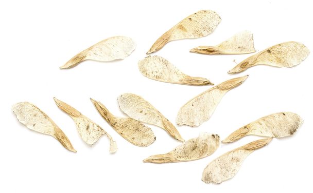 sementes de ácer seco
 - Foto, Imagem