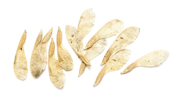 Dry maple seeds - Photo, Image