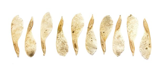 Сухий Кленовий насіння
 - Фото, зображення