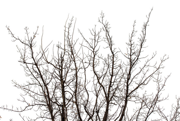 Las ramas de los árboles en invierno
 - Foto, Imagen