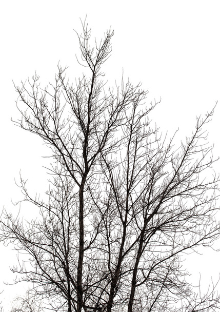 Las ramas de los árboles en invierno
 - Foto, Imagen