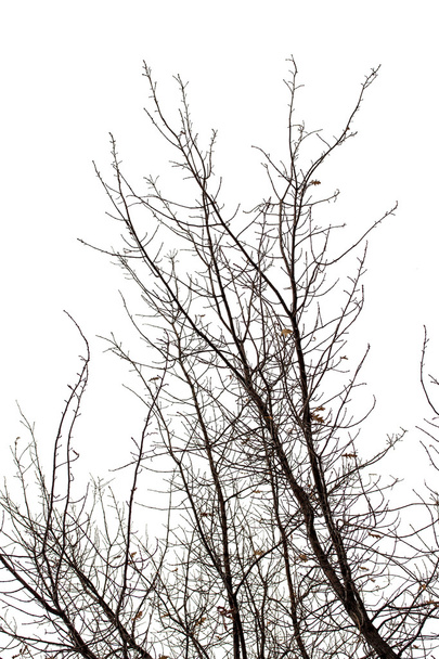 Ветви деревьев зимой
 - Фото, изображение