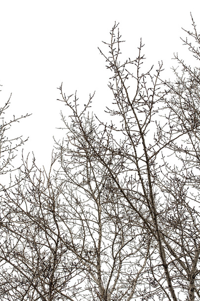 Ramos de árvores no inverno
 - Foto, Imagem