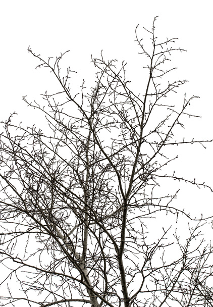 Gałęzie drzewa na białym - Zdjęcie, obraz