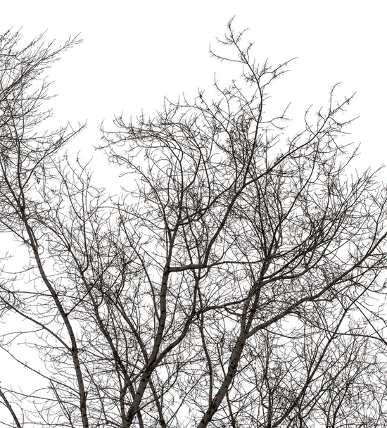 Puu oksat valkoinen
 - Valokuva, kuva