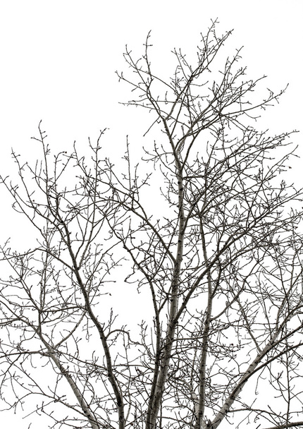 Puu oksat valkoinen
 - Valokuva, kuva