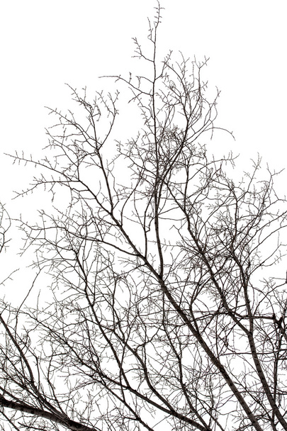 Κλαδιά δέντρων σε λευκό - Φωτογραφία, εικόνα