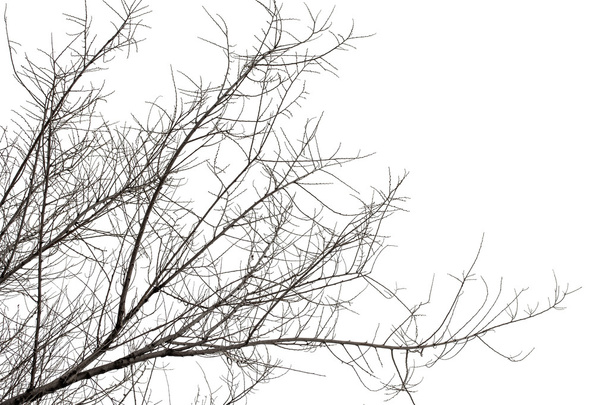 Ветви дерева на белом
 - Фото, изображение