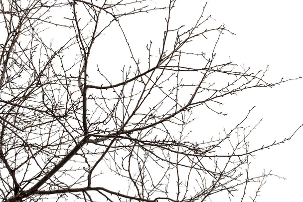 branches d'arbres sur blanc
 - Photo, image