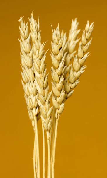 Yellow wheat ears - Photo, Image