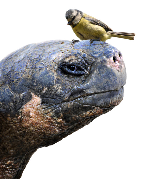 Przyjaciół zwierząt, gigantyczne żółwie Galapagos i mały ptak, Modraszka zwyczajna - Zdjęcie, obraz