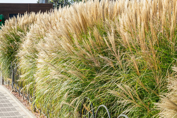 Garden landscape with perennials and ornamental grasses in city square or along the sidewalk in summer and autumn. Decorative grasses and cereals in landscape design. Close-up. - Photo, Image