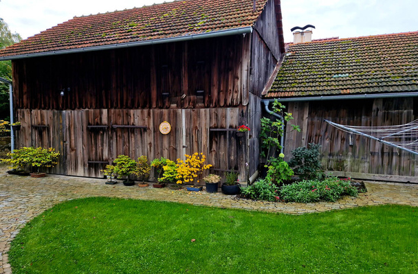 bonsai trees in autumn lined up in a row against a plank barn wall. a paved yard and a dart board on the wall - Photo, Image