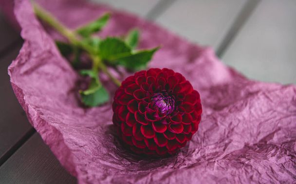 Maroon dahlia lies on a dark red surface. Cinematic style. Space for text or inscription. Selective focus - Photo, Image