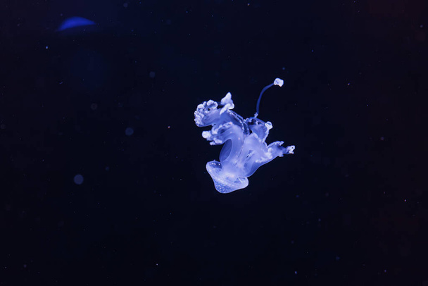 Подводный снимок красивой австралийской пятнистой медузы вблизи - Фото, изображение