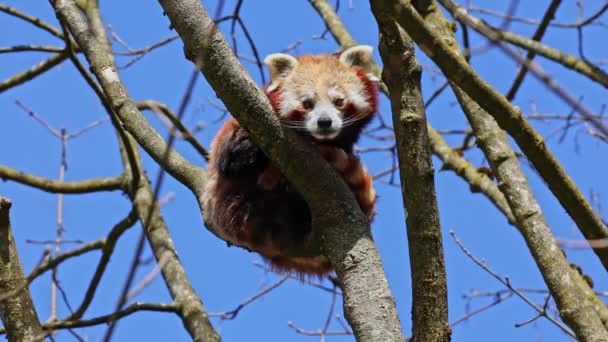 De rode panda, Ailurus fulgens, ook wel de mindere panda genoemd en de rode kattenbeer zittend op een boom. - Video