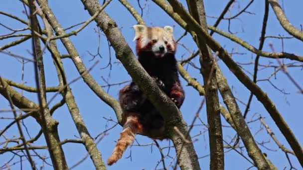 Il panda rosso, Ailurus fulgens, chiamato anche panda minore e l'orso gatto rosso seduto su un albero. - Filmati, video