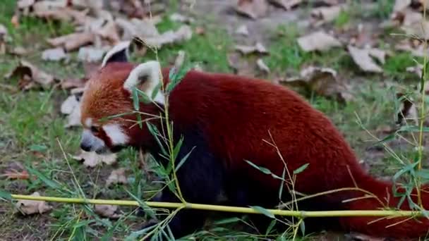 El panda rojo, Ailurus fulgens, también llamado el panda menor y el oso gato rojo sentado en un árbol. - Metraje, vídeo