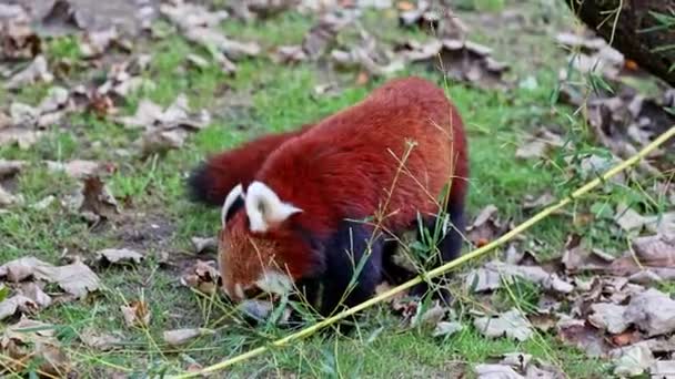 Červená panda, Ailurus fulgens, také volal menší panda a červený kočičí medvěd sedí na stromě. - Záběry, video