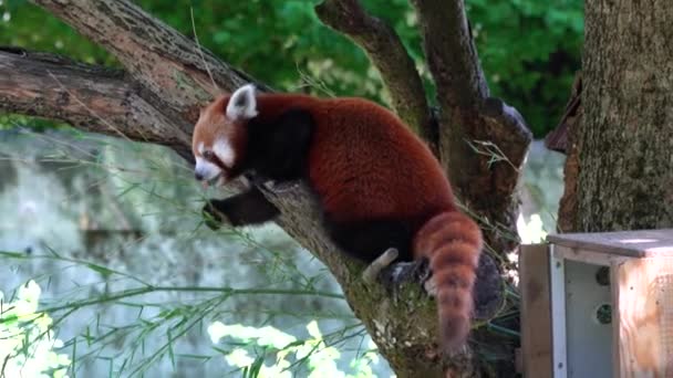 The red panda, Ailurus fulgens, also called the lesser panda and the red cat-bear sitting on a tree. - Footage, Video