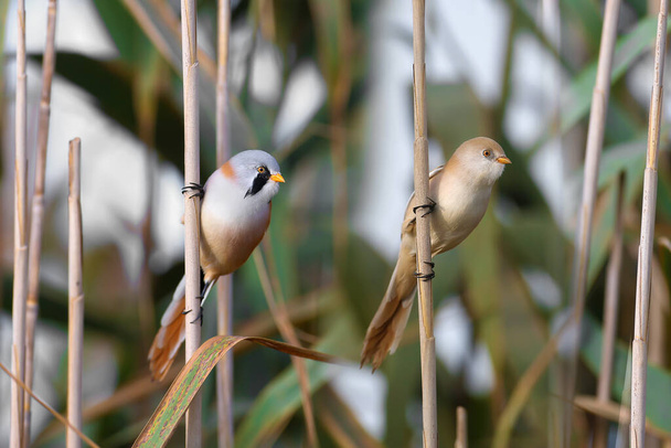 Close-up detailed photo of male, female and joint bearded reedling (Panurus biarmicus) taken in natural habitat in soft morning light - Photo, Image