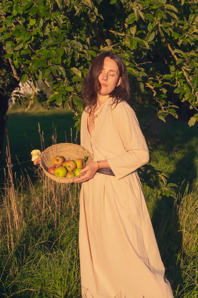 Menina bonita no pomar da maçã. Uma jovem mulher em um belo vestido leve coleta maçãs verdes em uma cesta de vime entre as macieiras. Colheita de maçãs em uma noite de verão ao pôr do sol. - Foto, Imagem