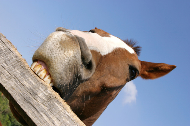 Młody koń żucia płot w gospodarstwie latem zabawne sceny - Zdjęcie, obraz