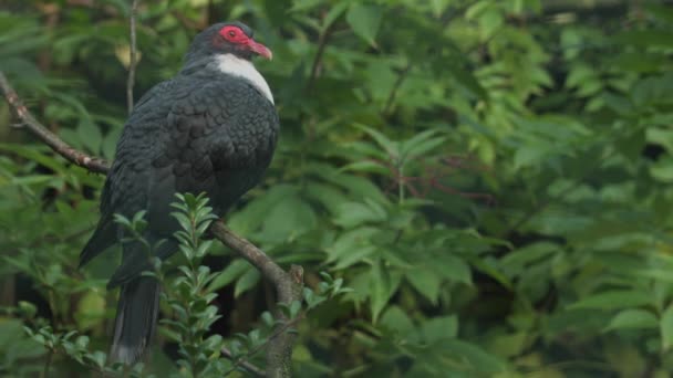 Papuan mountain pigeon sitting on a branch. Germany. High quality FullHD footage - Footage, Video