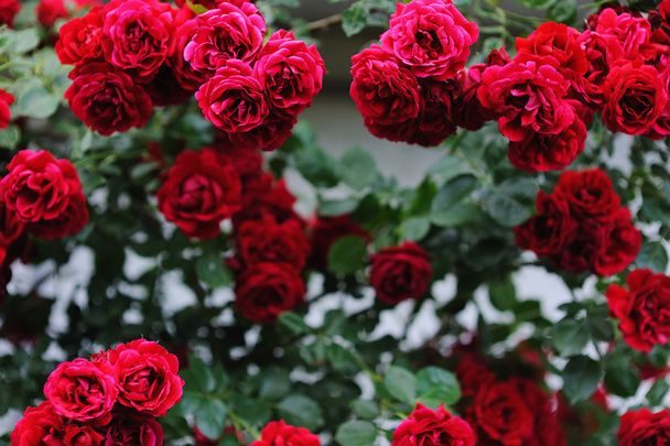 美しい庭に咲く赤いバラの茂み - 写真・画像