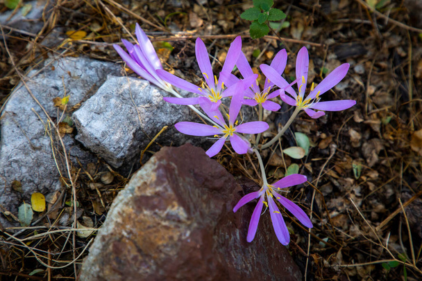 Το Colchicum baytopiorum είναι ένα φυτό ενδημικό στη δυτική Τουρκία και το ελληνικό νησί της Ρόδου.. - Φωτογραφία, εικόνα