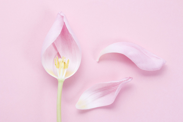 Pink tulips on pink background - Foto, Imagem