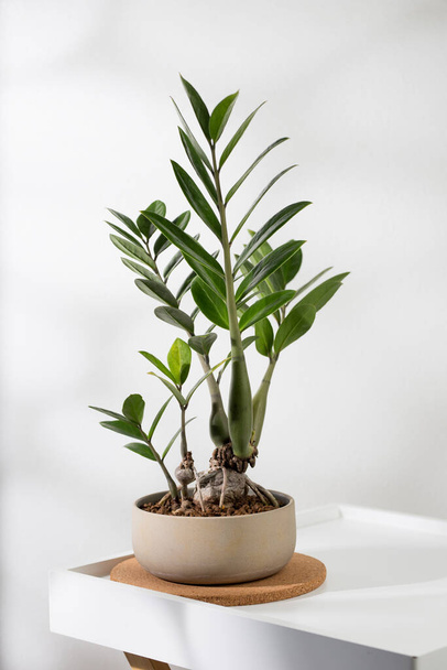Zamioculcas zamiifolia tai zz kasvi puinen pöytä olohuoneessa. - Valokuva, kuva