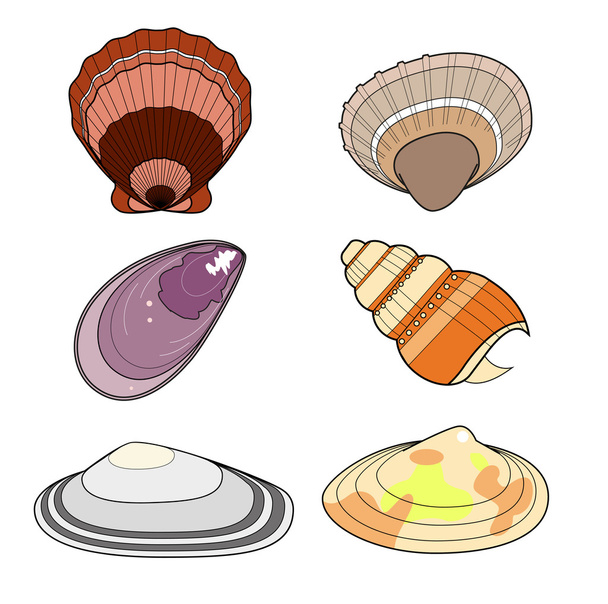 Conjunto de conchas marinas
 - Vector, imagen