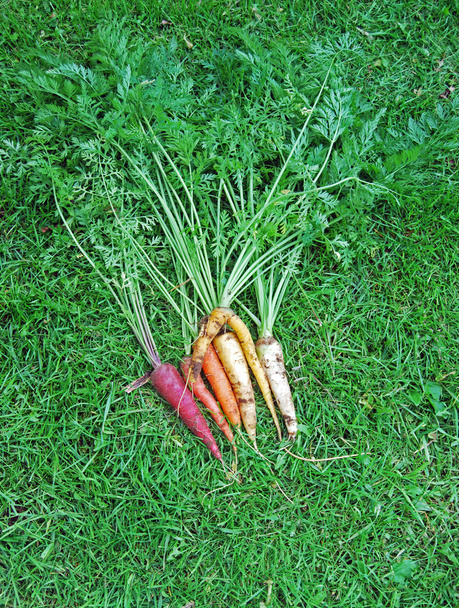 Coloridas zanahorias arco iris en la hierba III
 - Foto, imagen