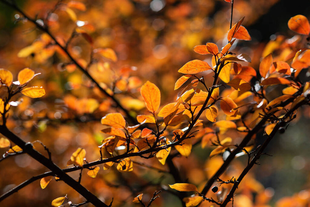 En el parque urbano, el otoño pinta un cuadro de hojas que descienden con gracia sobre bancos, el suelo y pasarelas de madera. - Foto, Imagen