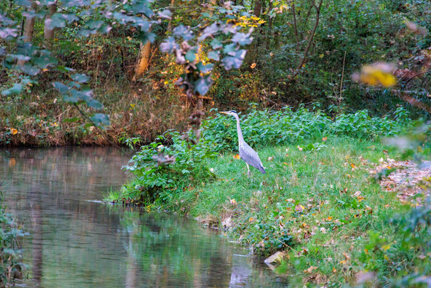 A Great Grey Heron stands at the Brunnenbach in Siebenbrunn near Augsburg in the morning - Photo, Image