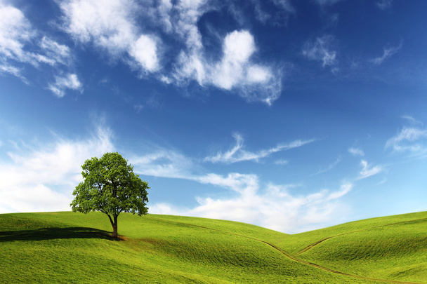 Πεδίο, δέντρο και γαλανός ουρανός - Φωτογραφία, εικόνα