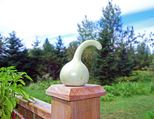 Gourd verde chiaro organico in giardino
 - Foto, immagini