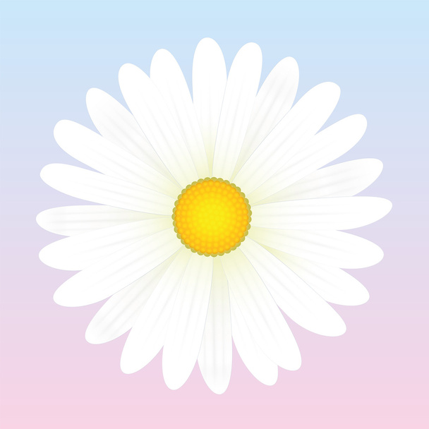 デイジーの白い花 - ベクター画像