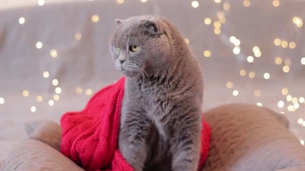 Brit macska piros sállal a háttér egy koszorú. Szürke macska a hálószobában egy párnán. Állat karácsonyi háttérrel. Újévi macska. - Felvétel, videó