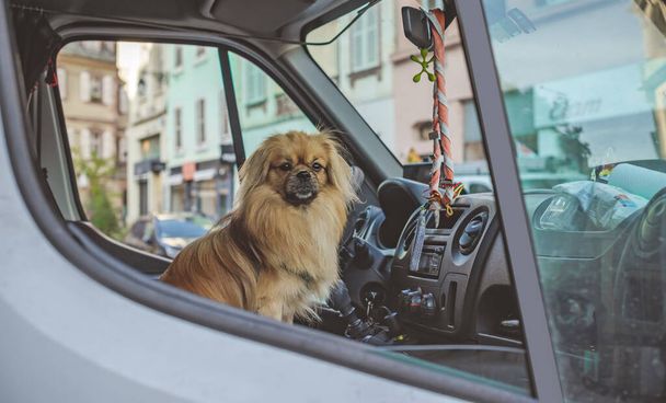 Petit chien pékinois confiant qui attend son propriétaire sur une piste. Concept animaux de compagnie - Photo, image