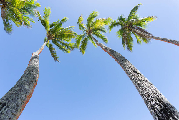 Trópusi kép négy lengő pálmafa ellen kék ég - Fotó, kép