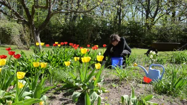 Mujer cuidar de tulipanes macizos de flores en primavera jardín
. - Imágenes, Vídeo