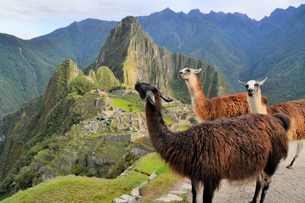 Lamy w Machu Picchu, Zaginione Miasto Inków w Andach, Peru - Zdjęcie, obraz