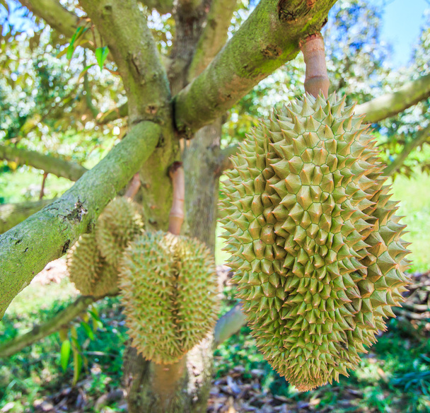 Durian Tropical fruits in Thailand - Foto, afbeelding