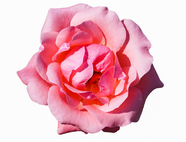 růžová růže izolovaná na bílém - Fotografie, Obrázek