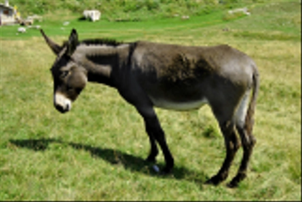 Donkey - Photo, Image