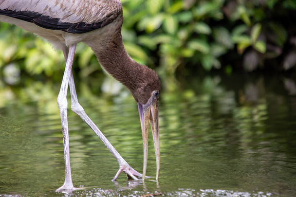 The milky stork is a large wading bird found in coastal mangroves around parts of Southeast Asia. It is known for its white plumage, yellow bill, and reddish face and legs. Milky storks are omnivores and their diet consists of a variety of fish, shel - Photo, Image