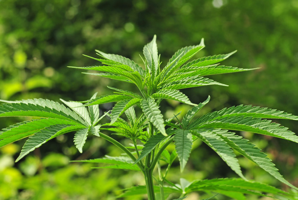 Cannabis plant - Photo, Image