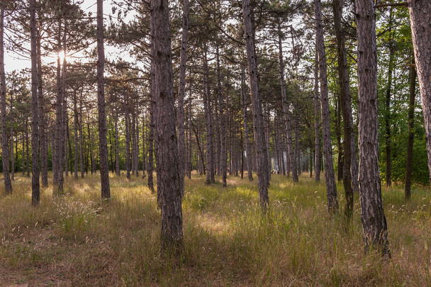 Forêt de pins
 - Photo, image